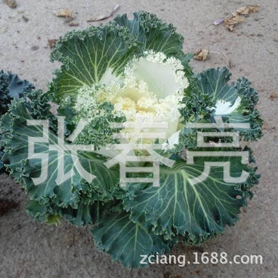 耐寒羽衣甘蓝 冬季观叶花卉的园艺选择