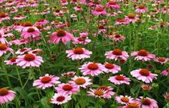 高品质松果菊沁香花卉苗木供应与批发指南