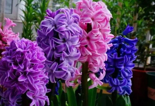 网络技术研究 数字花园里的“花卉”，美丽更胜玫瑰