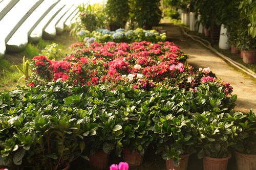 五彩花卉迎新春 网络技术助欢喜过大年